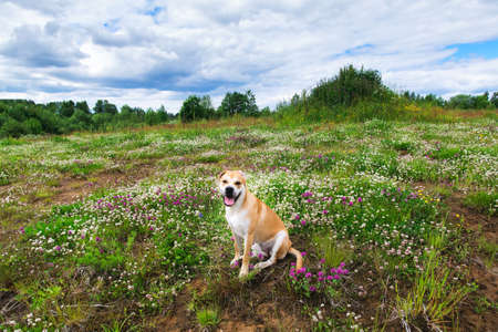 Cute big dog cadebou sitting on meadow with flowers and looking at camera in cloudy day.