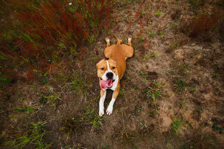 Portrait of adorable american Staffordshire terrier, lies lawn, looking at cameraの写真素材