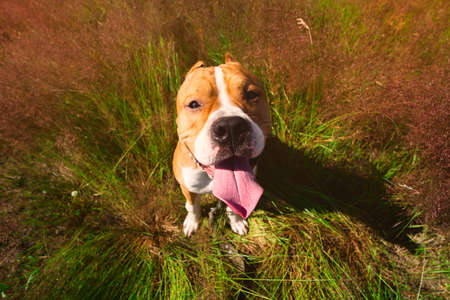 Portrait of adorable american Staffordshire terrier, sitting on a lawn, looking at camera, with tongue outの写真素材