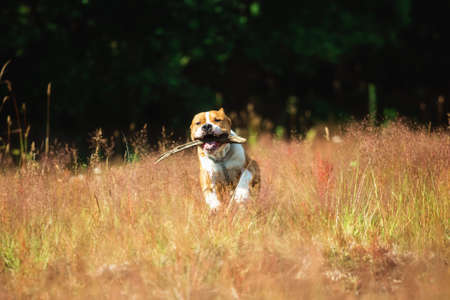 Portrait of adorable american Staffordshire terrier, running at camera with mouth opened in a meadow, green trees and yellow grass background.の写真素材