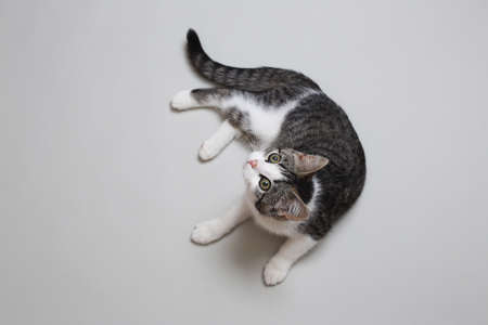 Cute gray and white cat cat lying on gray background.の写真素材