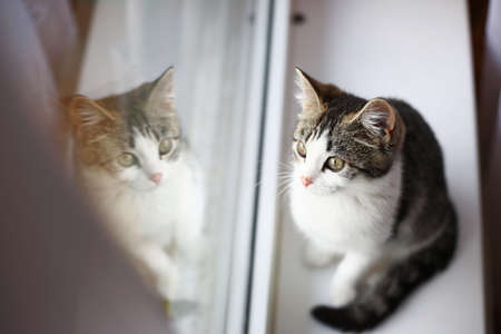 Cute gray and white cat leaning on glass and looking out window.の写真素材