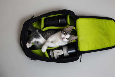 Adorable gray and white cat lying at bag and looking at camera on gray background.の写真素材