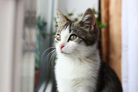 Cute gray and white cat leaning on glass and looking out window.の写真素材