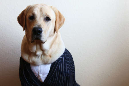 Studio shot of big dog labrador, looking at camera posing and sitting on white backgroundの写真素材