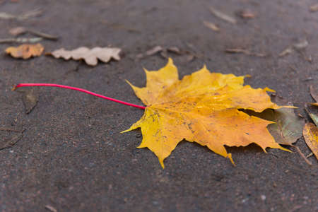 Looking straight down at a closeup view of one full autumn leave, yellow, on a brown ground in the fall.の写真素材