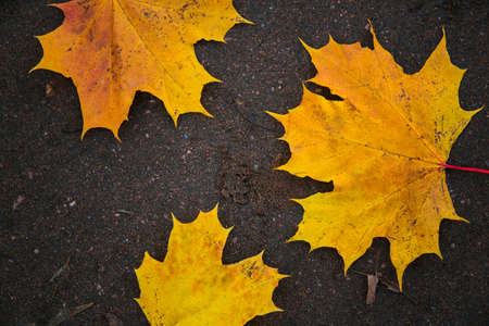 Looking straight down at a closeup view of three full autumn leaves, mostly yellow, andred lying on a brown ground in the fall. Crop viewの写真素材