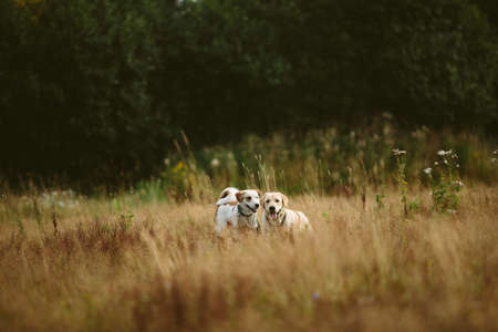 Two happy dogs on a field looking out of the grass, with tongue out. Sunny day, trees and yellow grass backgroundの写真素材
