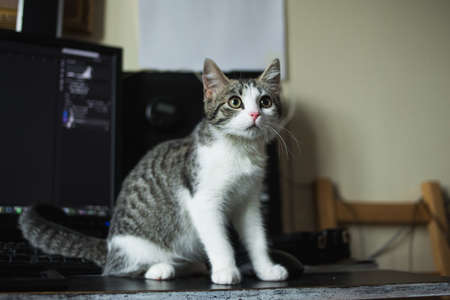 Cute white kitten lies on fur grey blanketの写真素材