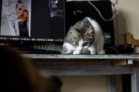 Kitten and big dog in a living room, looking to each other