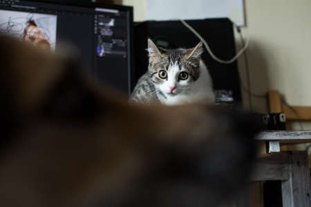 Kitten and big dog in a living room, looking to each otherの写真素材