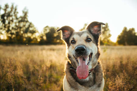 Portrait of beautiful happy dog, looking at camera at nature in sunsetの写真素材