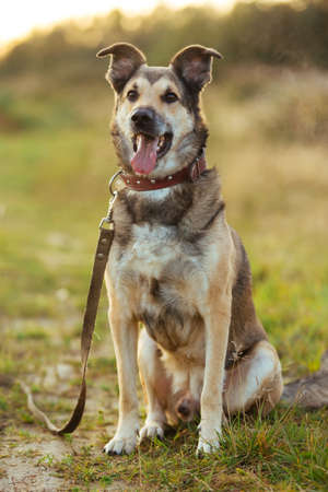 Portrait of beautiful happy dog, looking at camera at nature in sunset. The leash on the ground nearの写真素材