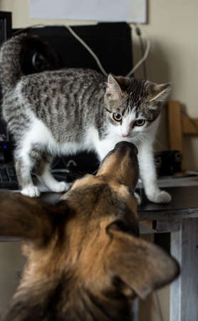 Kitten and big dog in a living room, looking to each other