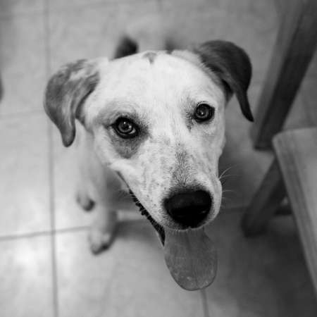 Portrait of a smiling happy dog looking at camera sitting in a kitchen roomの写真素材