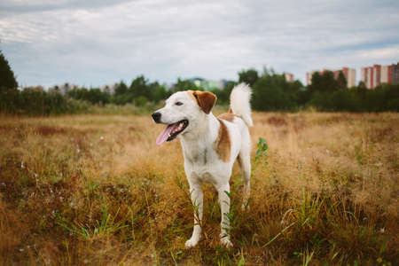 Portrait of a smiling happy dog looking aside standing on ground of autumn at yellow field.の写真素材
