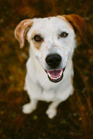 Portrait of a smiling happy dog looking at camera sitting on ground of autumn at yellow field.の写真素材