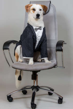 Studio shot of charming dog mixed breed, sitting on stylish office chair in a wedding suite, looking at camera, isolated on grey backgroundの写真素材