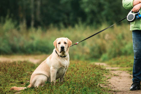 Smiling happy dog looking at camera while sitting on ground of autumnal field. Owner with leash is standing nearの写真素材