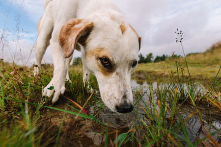 Close up portrait of a Dog getting a drink from creekの写真素材