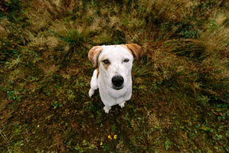 Portrait of beautiful happy dog,sitting on the ground, looking at cameraの写真素材