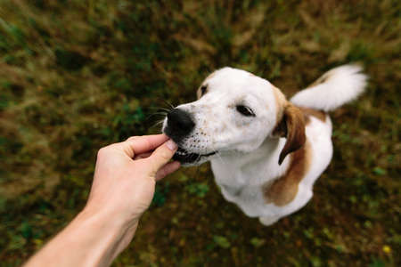 Crop shot from above of anonymous person feeding cheerful dog at a meadowの写真素材