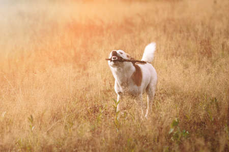 Front view at a big dog with a stick running at cameraの写真素材