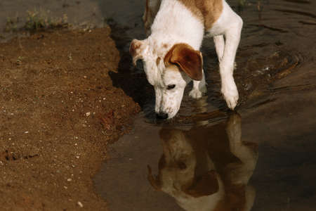 Close up portrait of a Dog getting a drink from creekの写真素材
