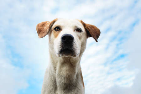 Down view at adorable big dog looking at cameraの写真素材