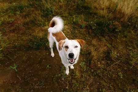 Portrait of beautiful happy dog,sitting on the ground, looking at cameraの写真素材