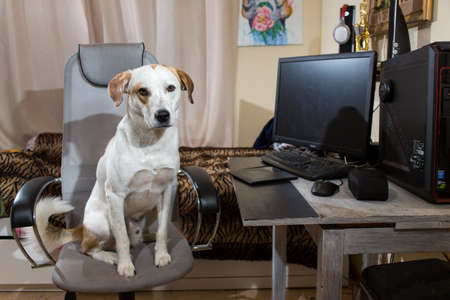 Mixed breed dog short hair brown and white sitting on big chair in a living room, looking at camera...