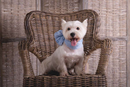 Studio shot of West Highland White Terrier sitting on the wicker chair in the blue scarf, looking at cameraの写真素材