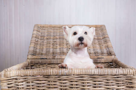 Studio shot of West Highland White Terrier peeking out of wicker basket, looking at camera surprisedの写真素材