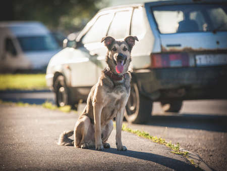 Smiling happy dog looking at camera while sitting on on the sidewalkの写真素材