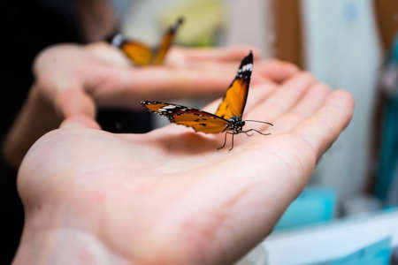 colorful butterfly sitting on the palm. Mirror on backgroundの写真素材