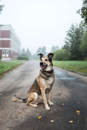 Portrait of beautiful happy dog, looking at camera at nature in sunsetの写真素材