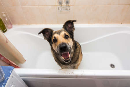 Cute dog sitting in bathtub waiting to be washed, looking at cameraの写真素材