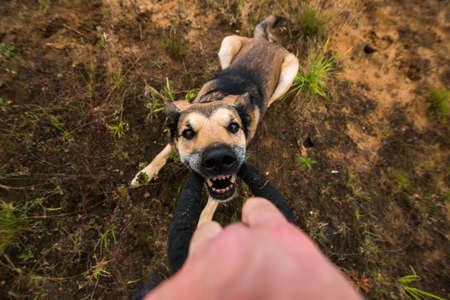 Crop shot of man plaing with a dog on a meadow.