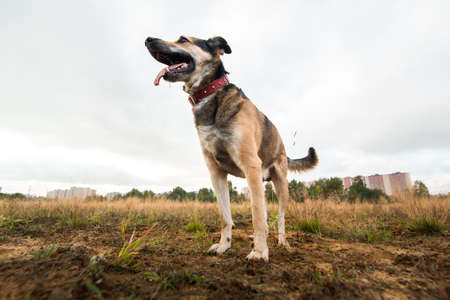 Portrait of happy mongrel dog standing on the brown earth lokking aside with tongue out. Grey sky backgorund. Bottom viewの写真素材