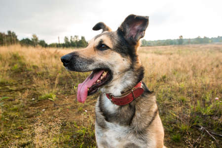 Portrait of beautiful happy dog, looking at camera, standing in a sunny meadow.の写真素材