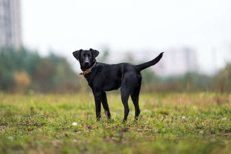 Portrait of beautiful small black dog, looking at camera, standing in a meadow in a fog.の写真素材