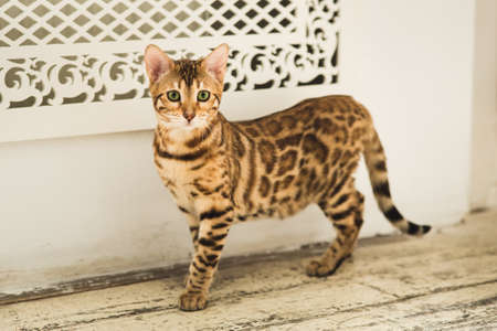 Portrait of a cute bengal cat standing on the floor looking at camera in studio.
