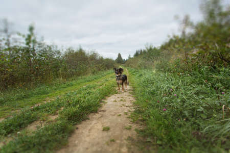 Little black dog standing in a meadow, looking aside, green grass backgroundの写真素材