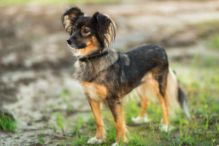 Portrait of a little black dog standing in a meadow, looking aside, green grass backgroundの写真素材