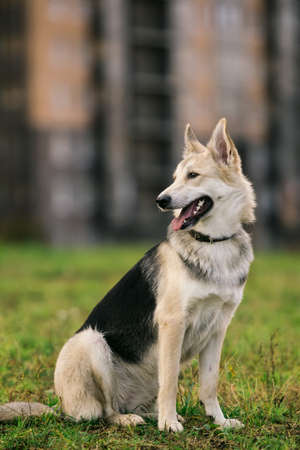 Adorable big white dog standing in nature and looking away.の写真素材