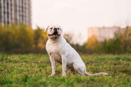 Adorable big white dog sitting in nature and looking away.の写真素材
