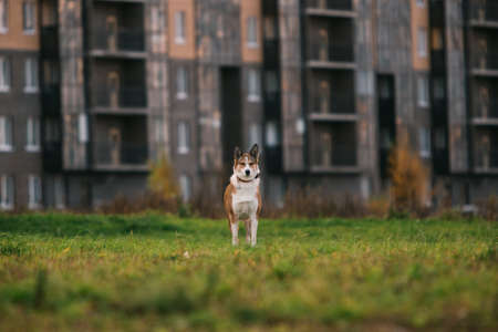Adorable big white dog standing in nature and looking away.の写真素材
