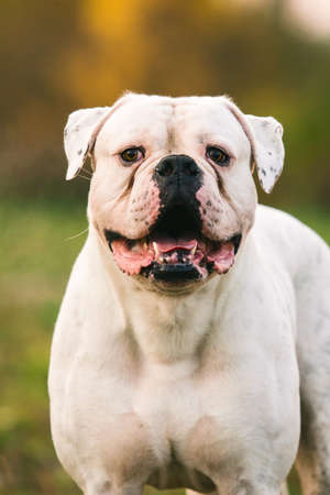 Adorable big white dog standing in nature and looking at camera.の写真素材