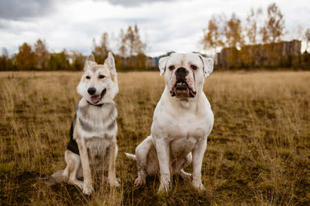 Two dogs, mongrel and American bulldog, are sitting at a corn field with trees and clouds at the background background.の写真素材