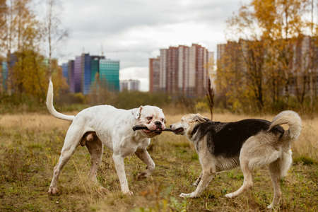 Two big dogs struggling and playing with stick on lawn in autumn.